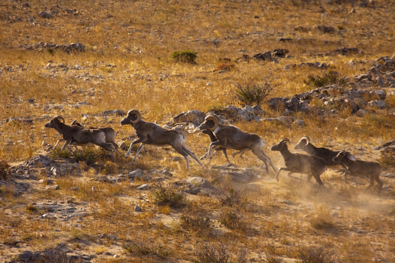 Argali